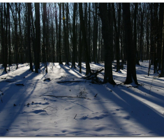 papuk027