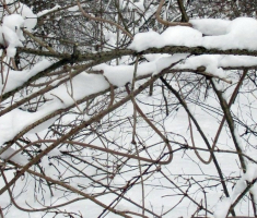 20150101_papuk_010