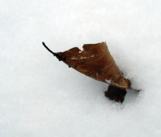 20150101_papuk_018