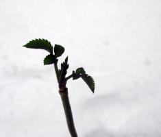 20150101_papuk_032