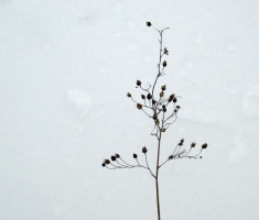 20150101_papuk_042