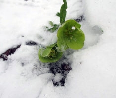 20150201_krndija_045