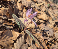 20260301_ivanovi_planinari_039