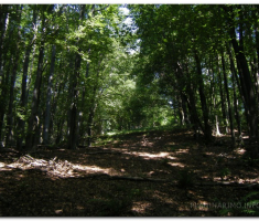 papuk_maline_00001