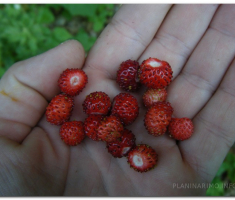 papuk_maline_00010