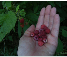 papuk_maline_00011
