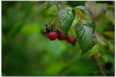 01.08.2011. Schwarzwald