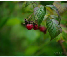 schwarzwald_00004