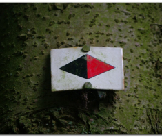 schwarzwald_00007