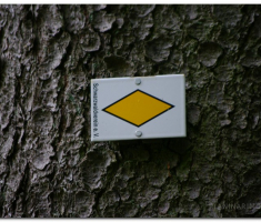 schwarzwald_00009