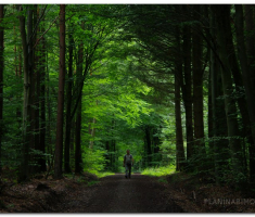 schwarzwald_00010