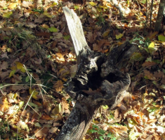 20151101_mali_papuk_025
