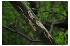 02.05.2010. Psunj i Papuk