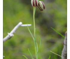 Kockavica