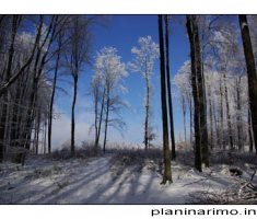 Začarana šuma