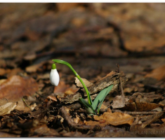 krndija_2013030300006