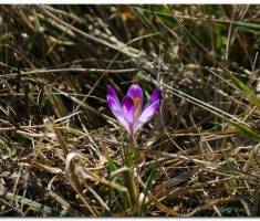 krndija_2013030300019