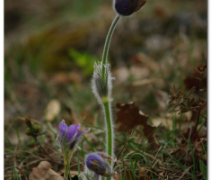 ludorije_014