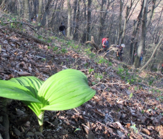 20160403_stijenjaci_krndije_042