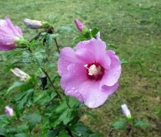20140803_krndija_033