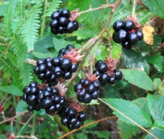 20140803_krndija_044
