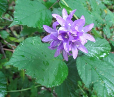 20140803_krndija_051