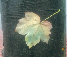 20170903_papuk_017