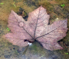 20170903_papuk_036