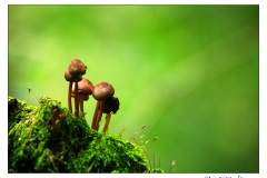 03.10.2010. Papuk