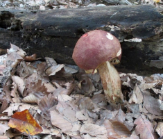 20151003_papuk_005