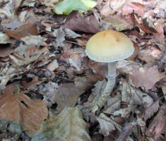 20151003_papuk_010