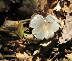 20151003_papuk_011