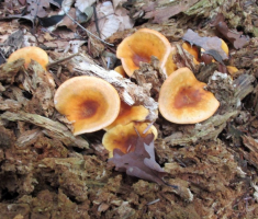20151003_papuk_015