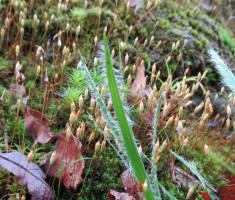 20151003_papuk_027