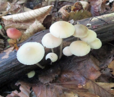 20151003_papuk_037