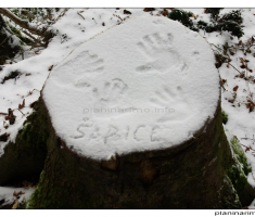Šapice...