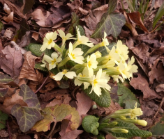 20170304_ravna_gora_041
