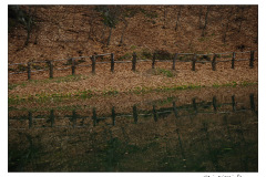 04.04.2010. Papuk