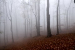 04.11.2018. - 10. godina Šapica (2. dio)
