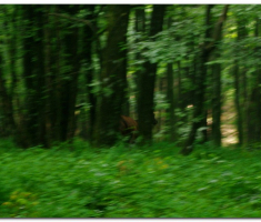 papuk_005