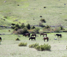 20170506_velebit_sv_brdo_018