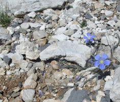 20170506_velebit_sv_brdo_025