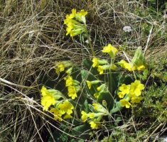 20170506_velebit_sv_brdo_028