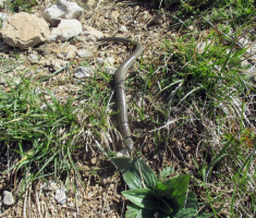 20170506_velebit_sv_brdo_033