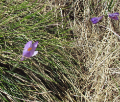 20170506_velebit_sv_brdo_057