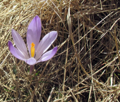 20170506_velebit_sv_brdo_059