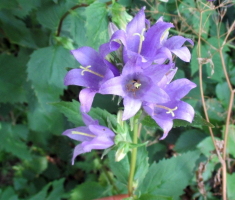 20150705_papuk_034