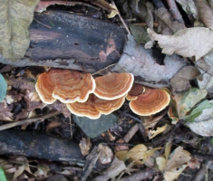 20141005_stjenjaci_krndije_015