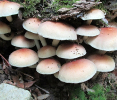 20141005_stjenjaci_krndije_036