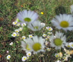 20141005_stjenjaci_krndije_048